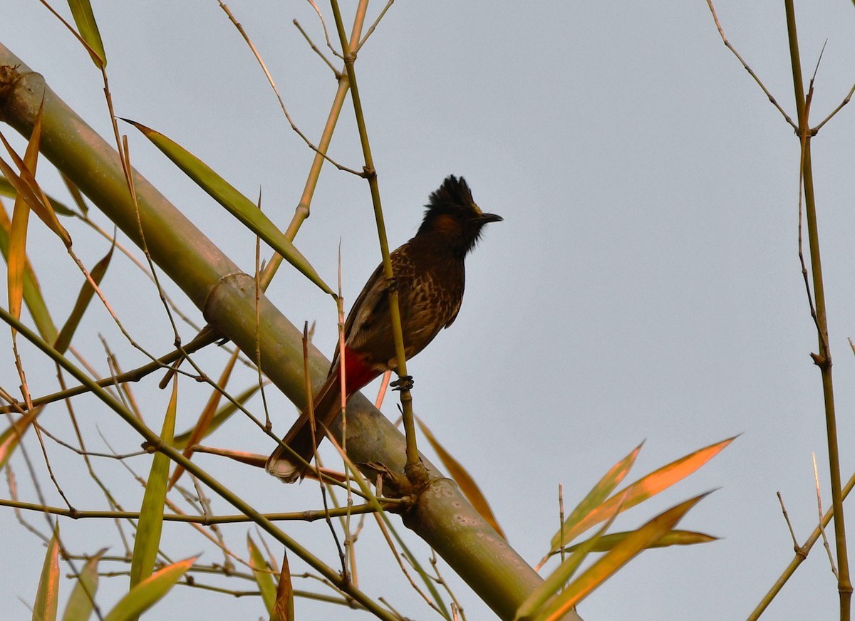 Red-vented Bulbul - ML620209230
