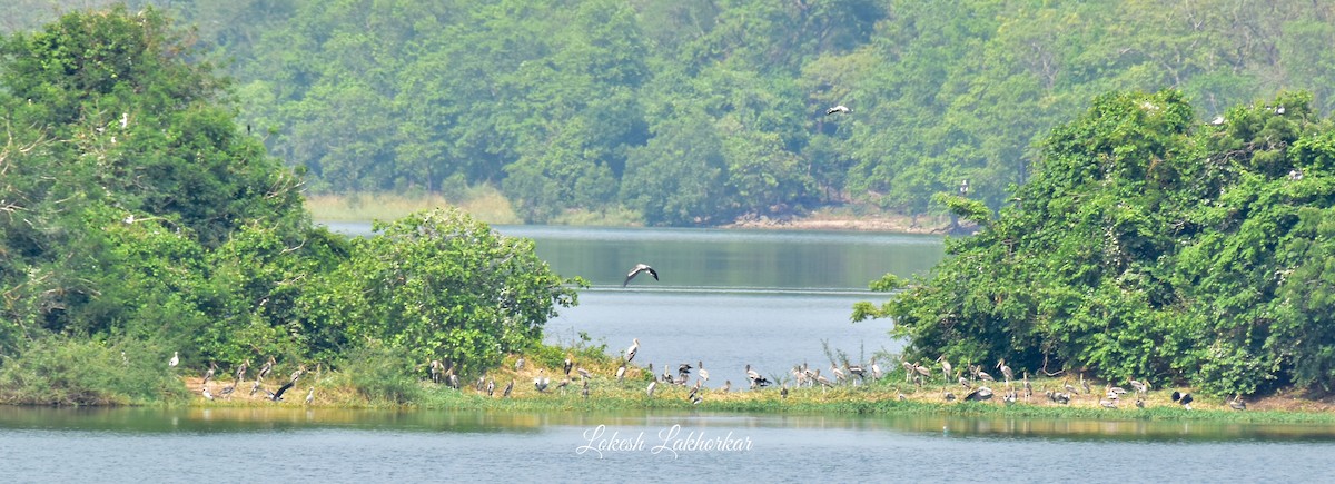 Painted Stork - ML620209236