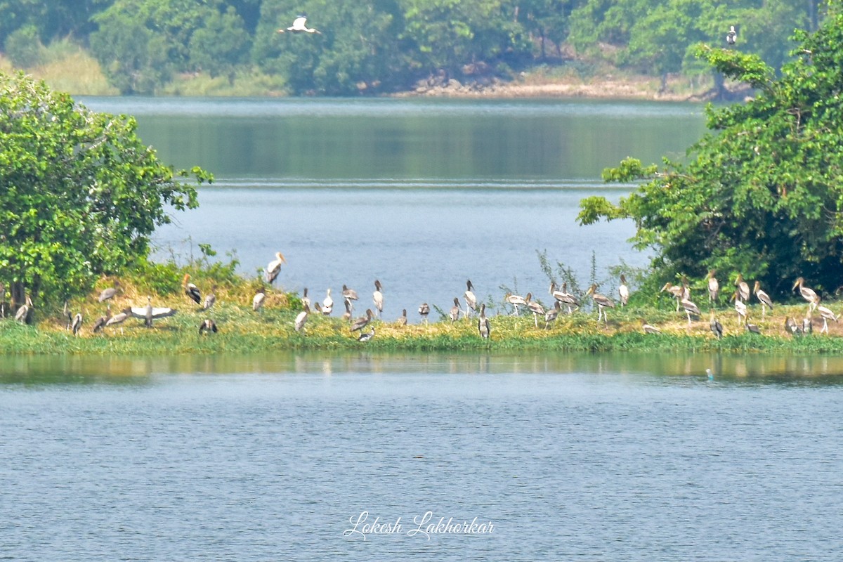 Painted Stork - ML620209238