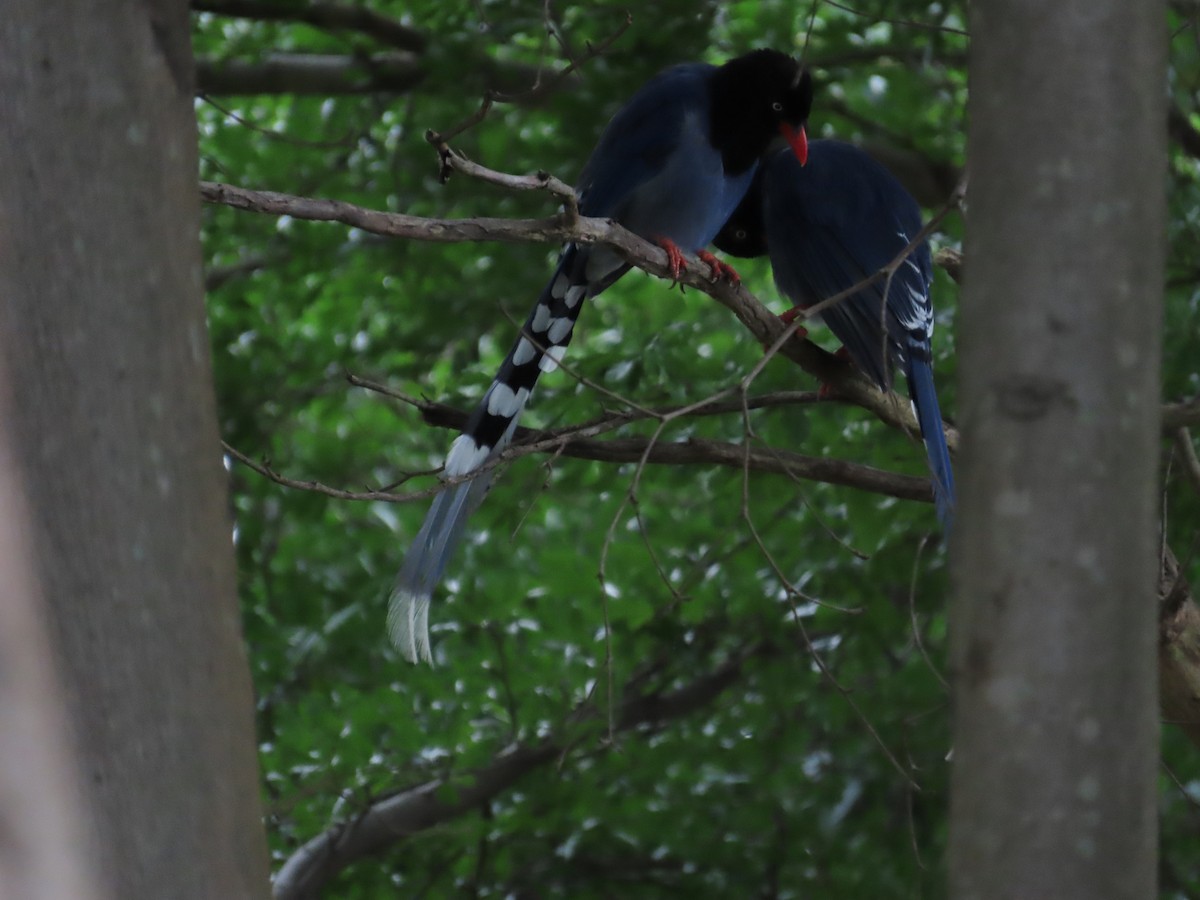 Taiwan Blue-Magpie - ML620209252