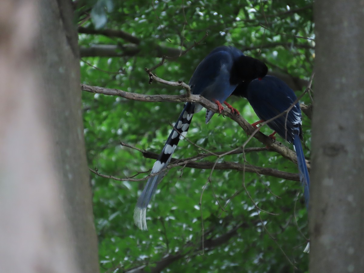 Taiwan Blue-Magpie - ML620209253