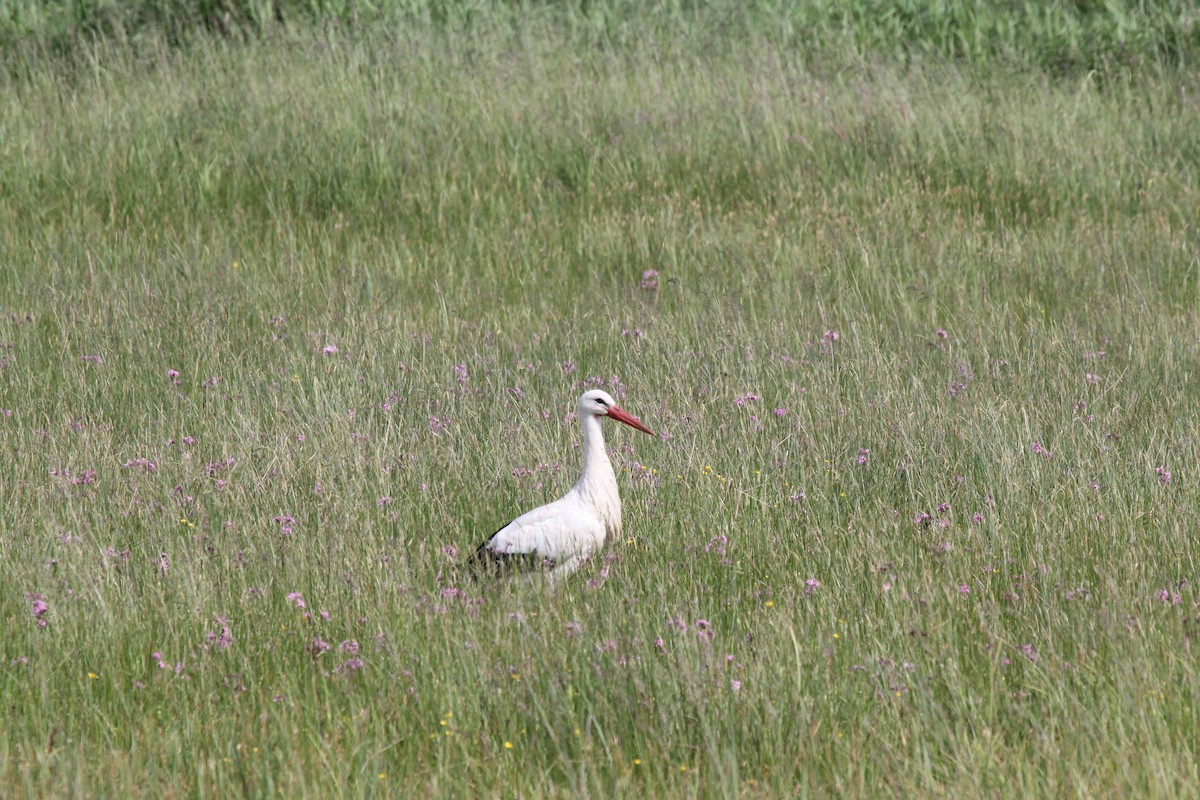 White Stork - Gareth James