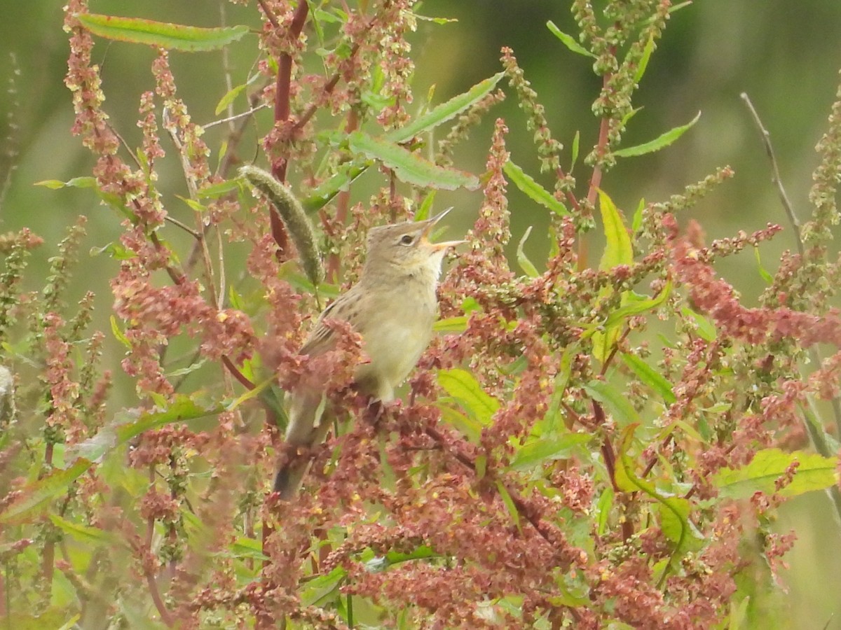 Common Grasshopper Warbler - Sean Whelan