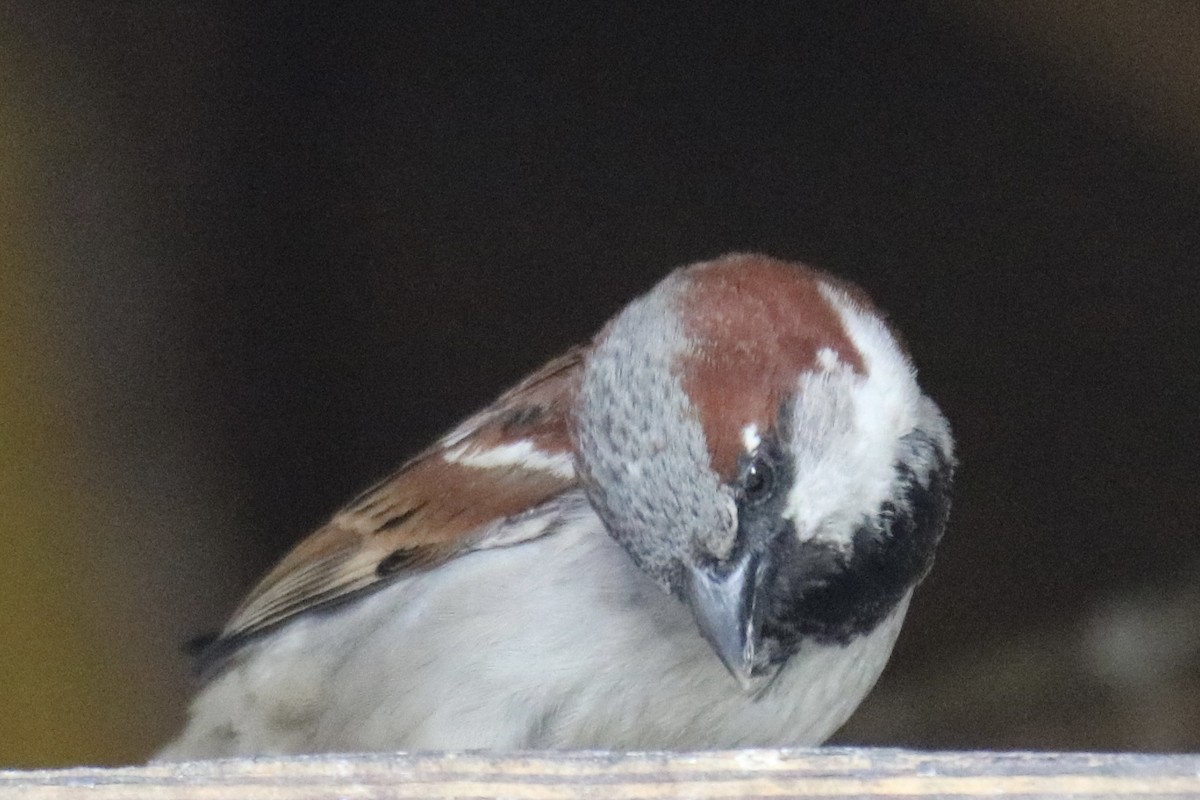 House Sparrow - ML620209260