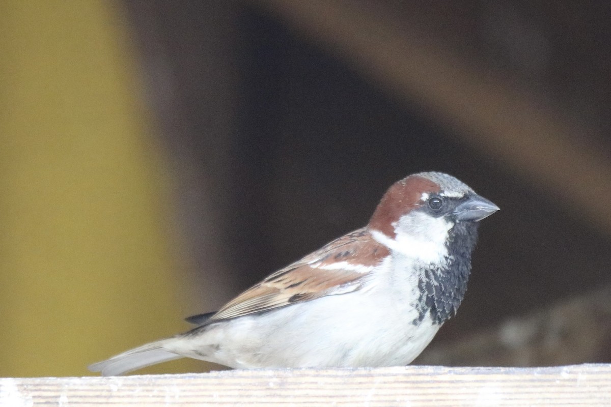 House Sparrow - ML620209262