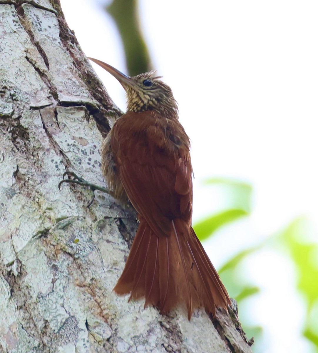 Streak-headed Woodcreeper - ML620209264