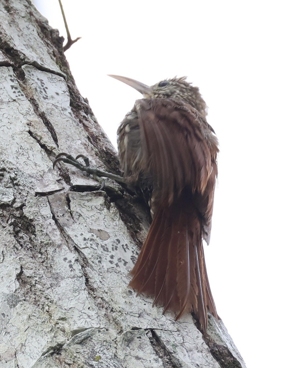 Streak-headed Woodcreeper - ML620209265