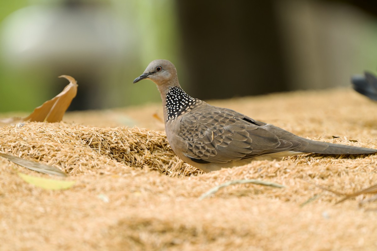 珠頸斑鳩(chinensis/tigrina) - ML620209277