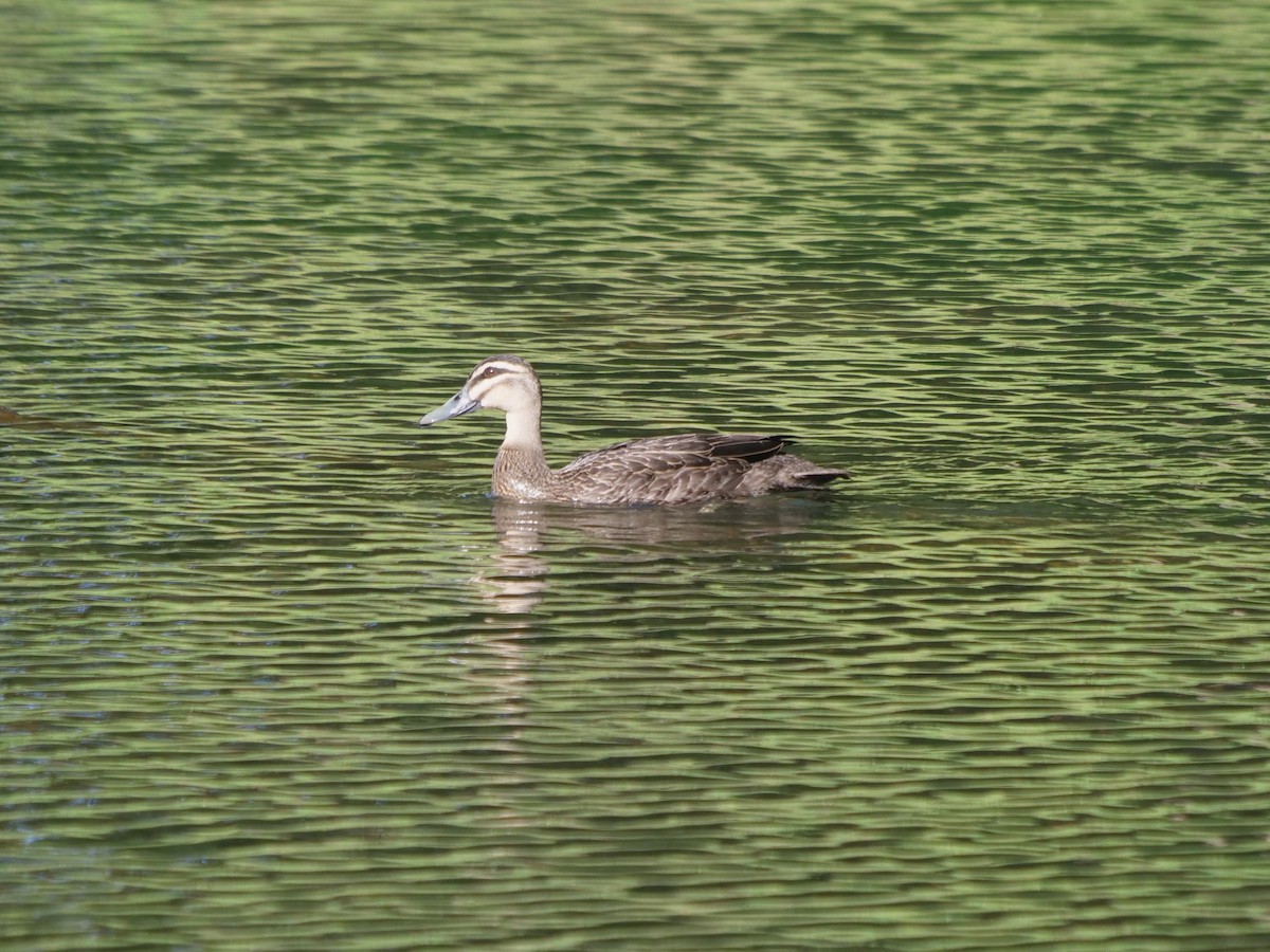 Pacific Black Duck - ML620209288