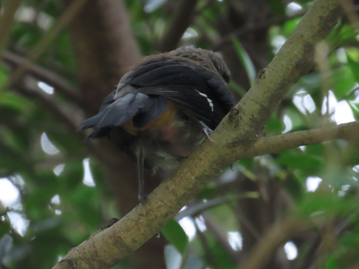 Gray Treepie - ML620209293