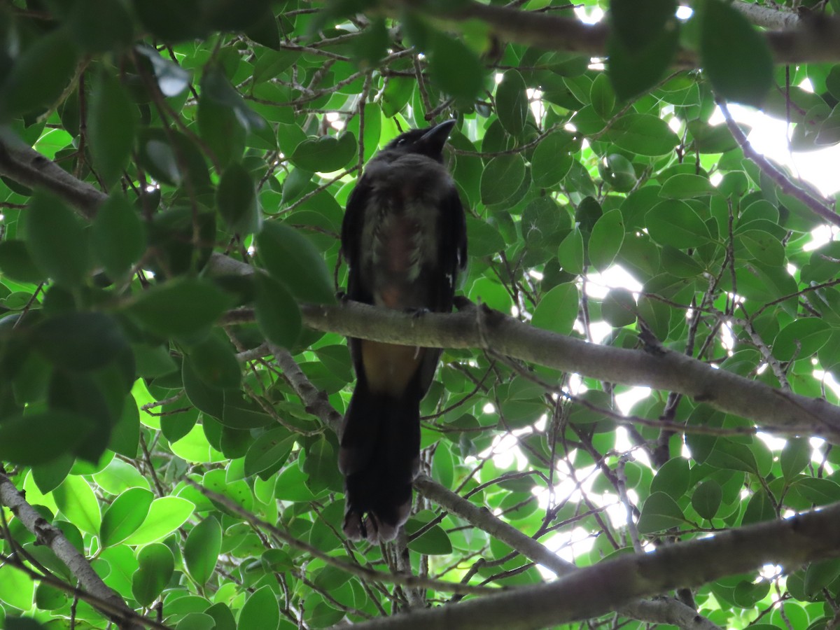 Gray Treepie - ML620209295