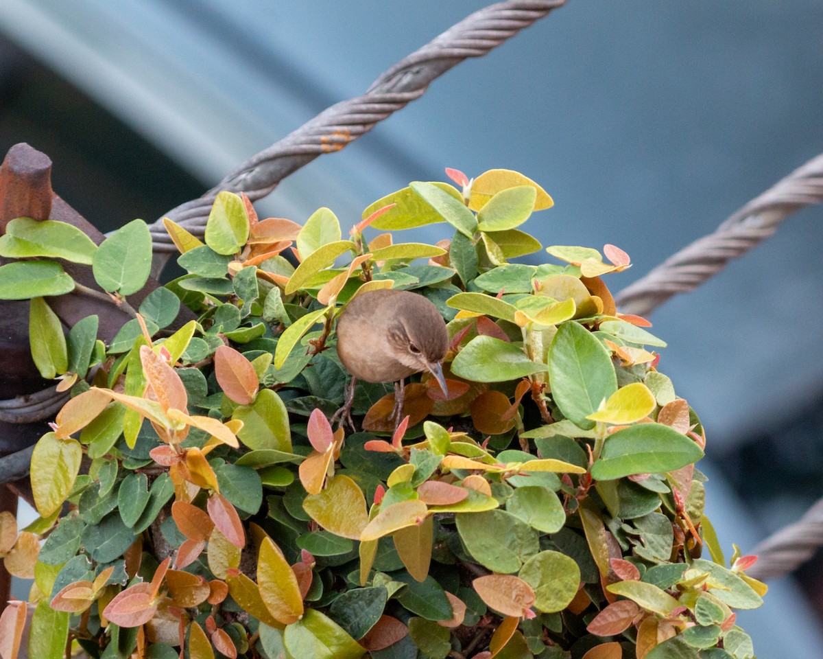 House Wren - ML620209305