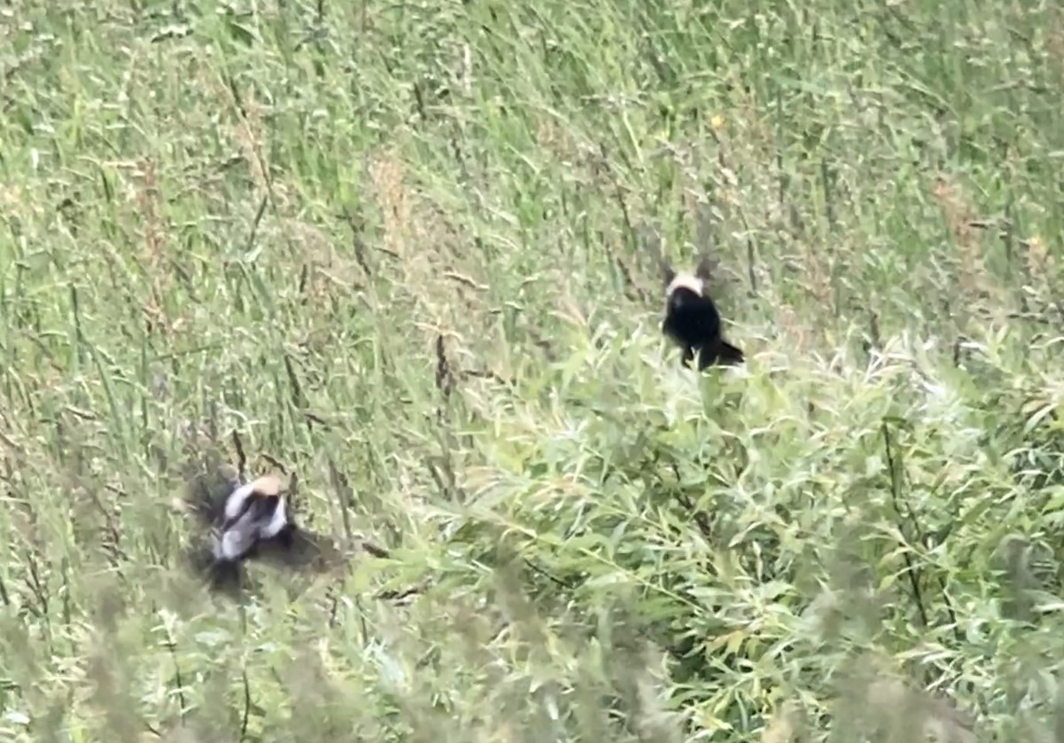 bobolink americký - ML620209316