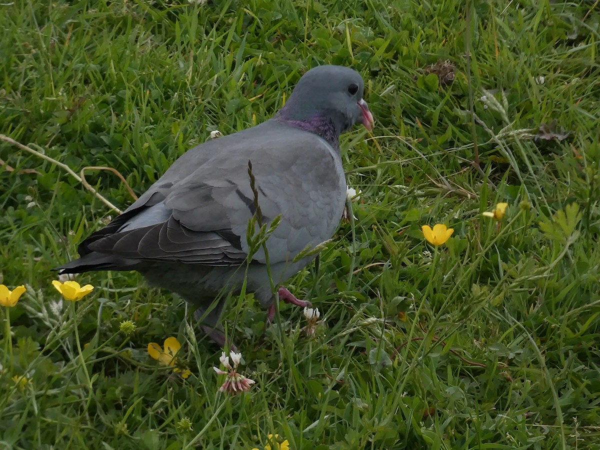 Pigeon colombin - ML620209317