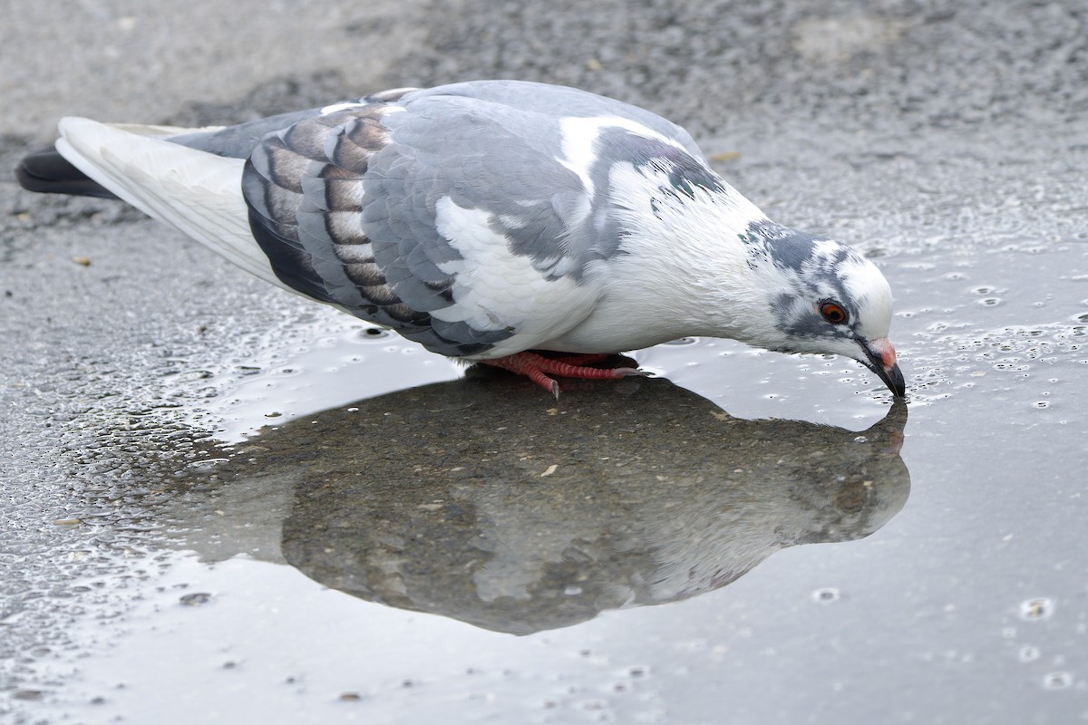 Rock Pigeon (Feral Pigeon) - ML620209318