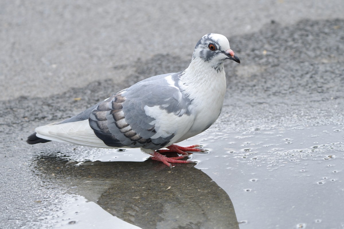 Rock Pigeon (Feral Pigeon) - ML620209319