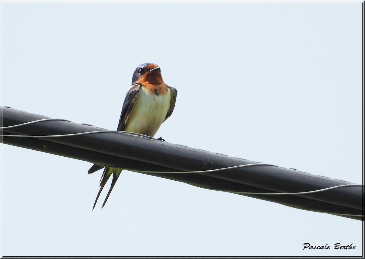 Barn Swallow - ML620209322