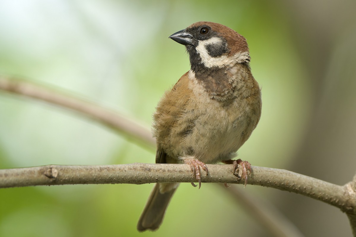 Eurasian Tree Sparrow - ML620209323