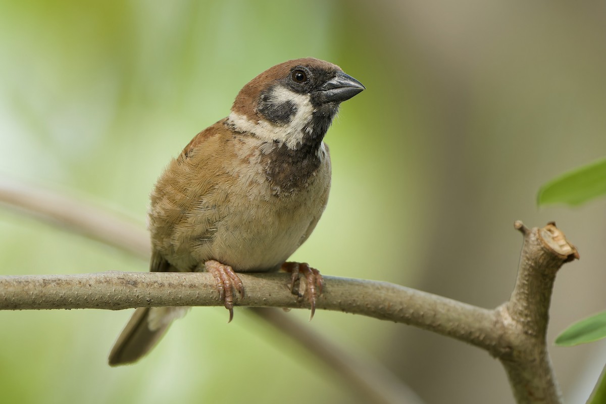 Eurasian Tree Sparrow - ML620209324