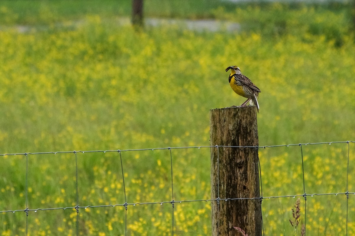 Eastern Meadowlark - ML620209335