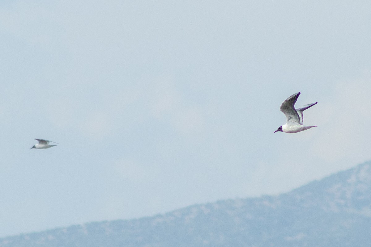 Black-headed Gull - ML620209345