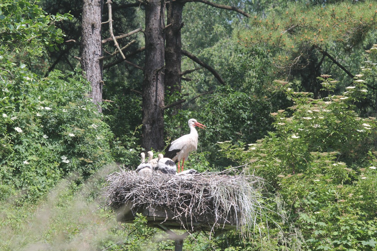 White Stork - ML620209354