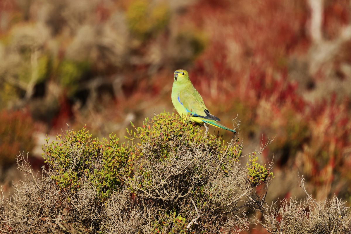 Blue-winged Parrot - ML620209356