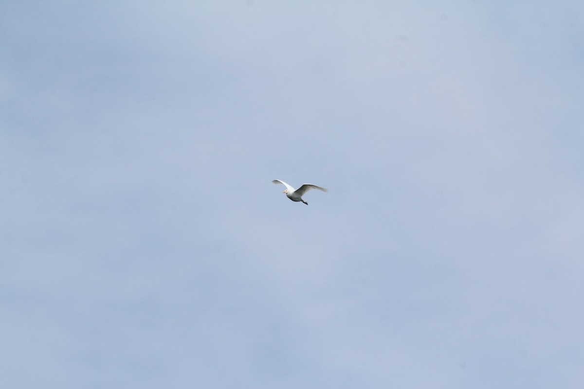 Western Cattle Egret - ML620209361