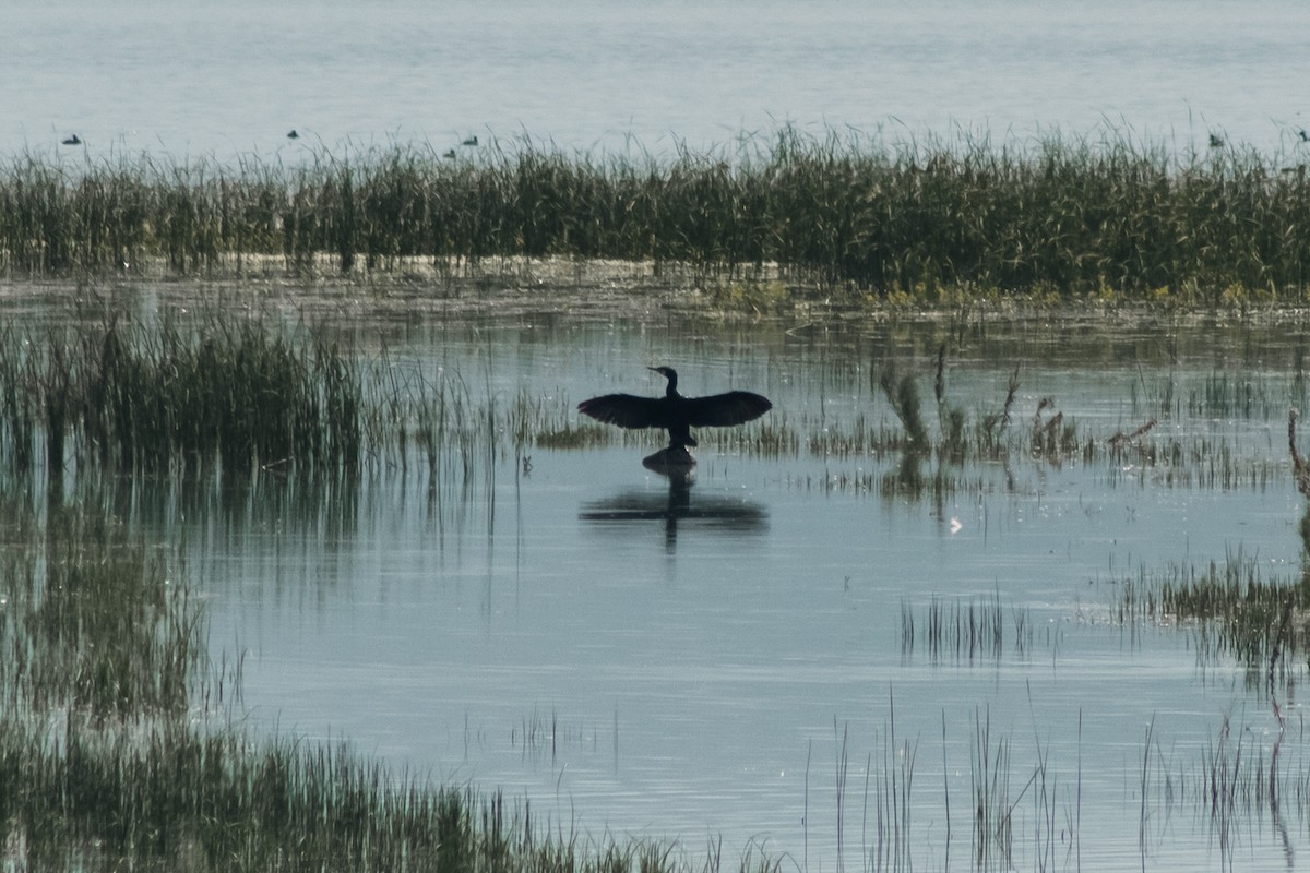 Great Cormorant - ML620209366