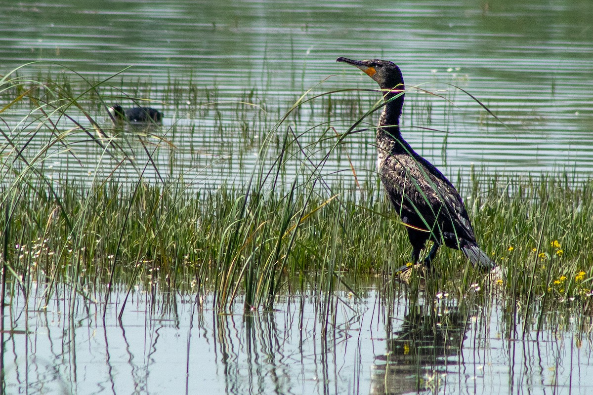 Cormorán Grande - ML620209371