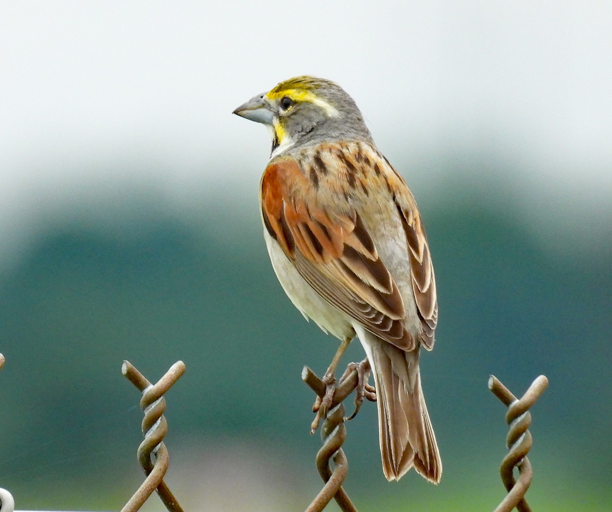 Dickcissel - Don Gorney