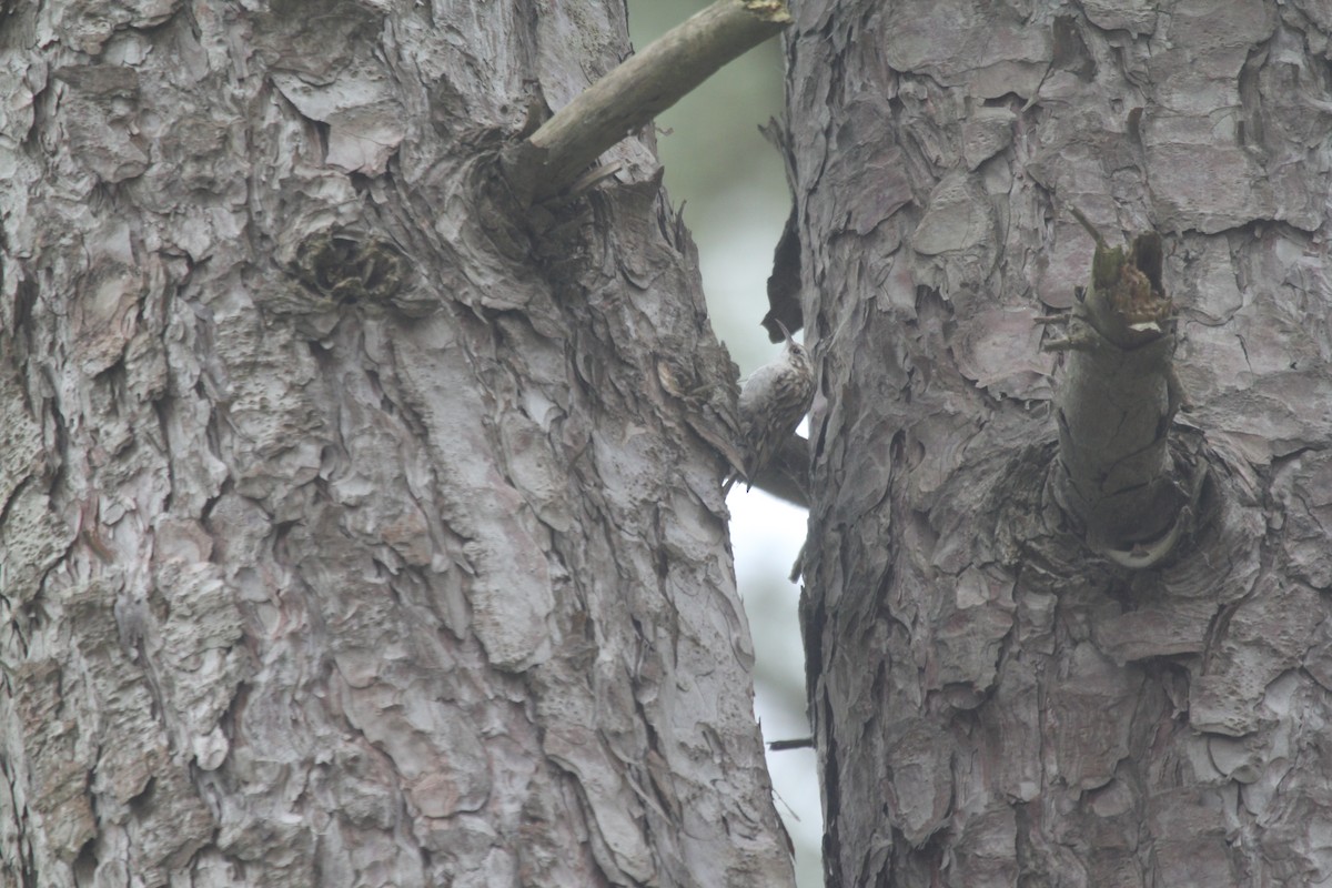 Short-toed Treecreeper - ML620209375