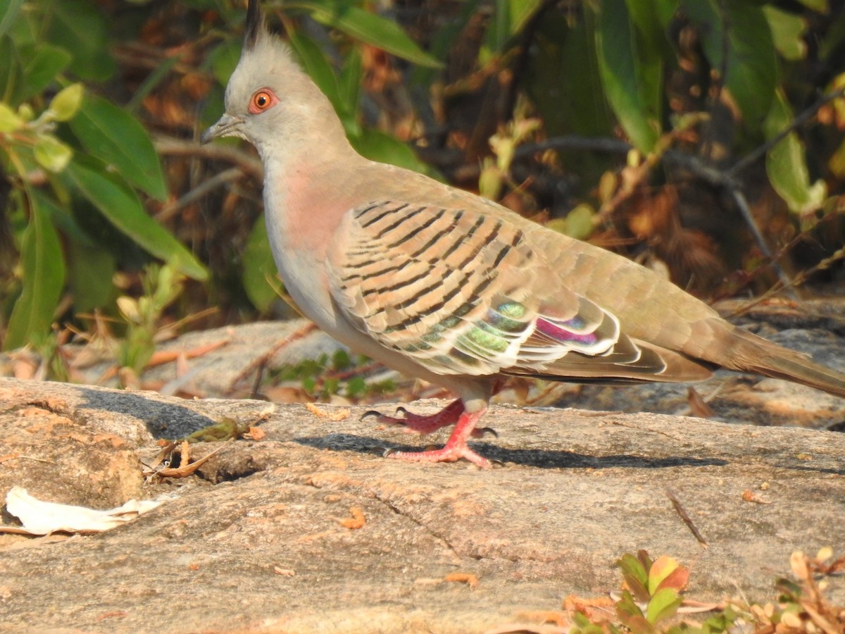 Crested Pigeon - ML620209376