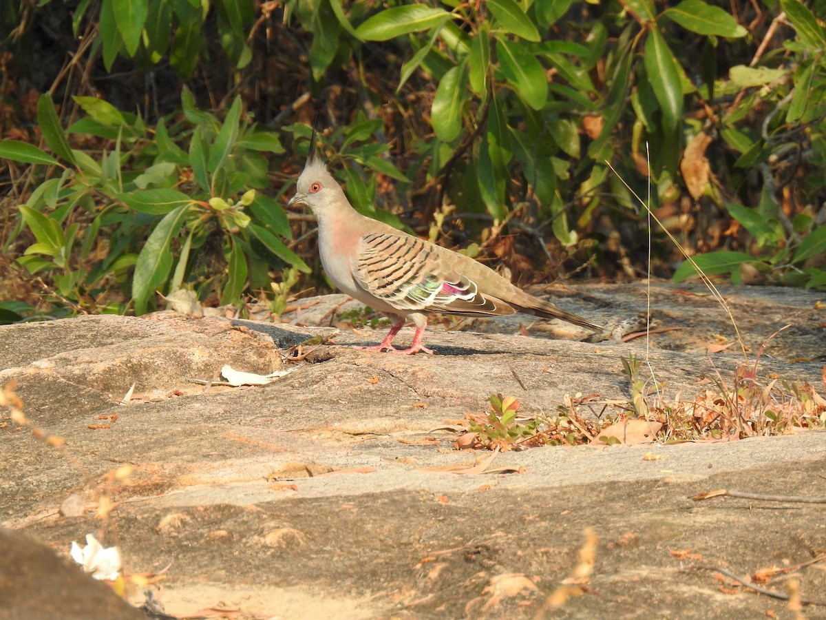 Crested Pigeon - ML620209377