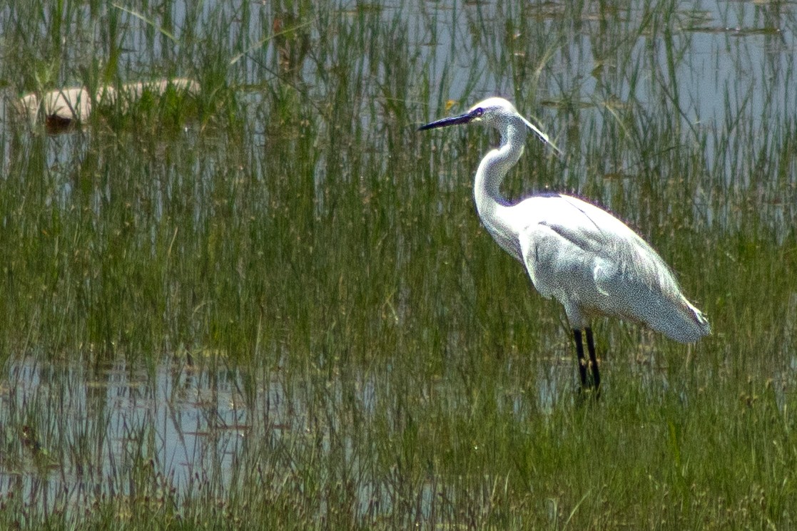 Little Egret - ML620209384