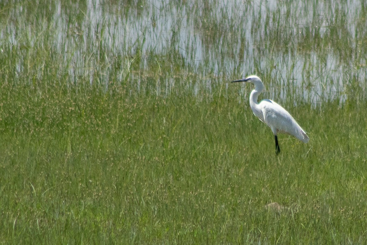 Little Egret - ML620209386