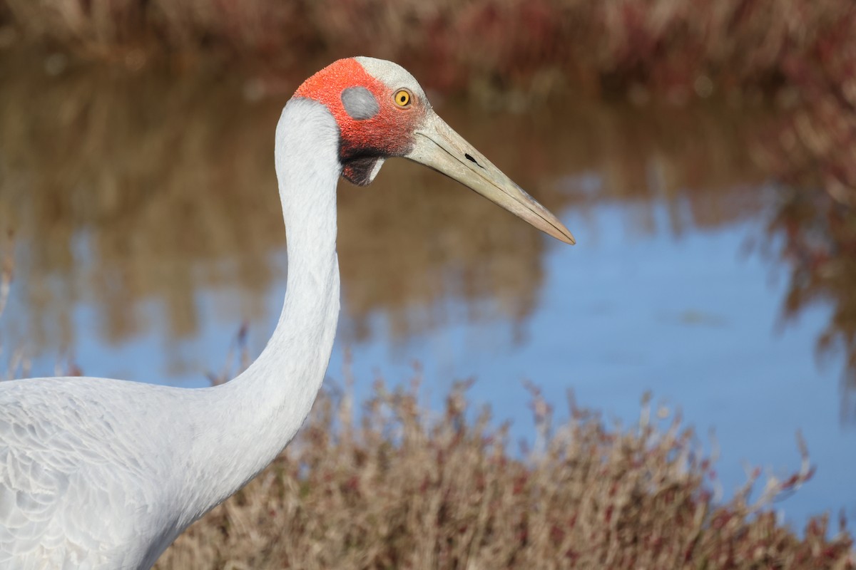 Brolga - ML620209393