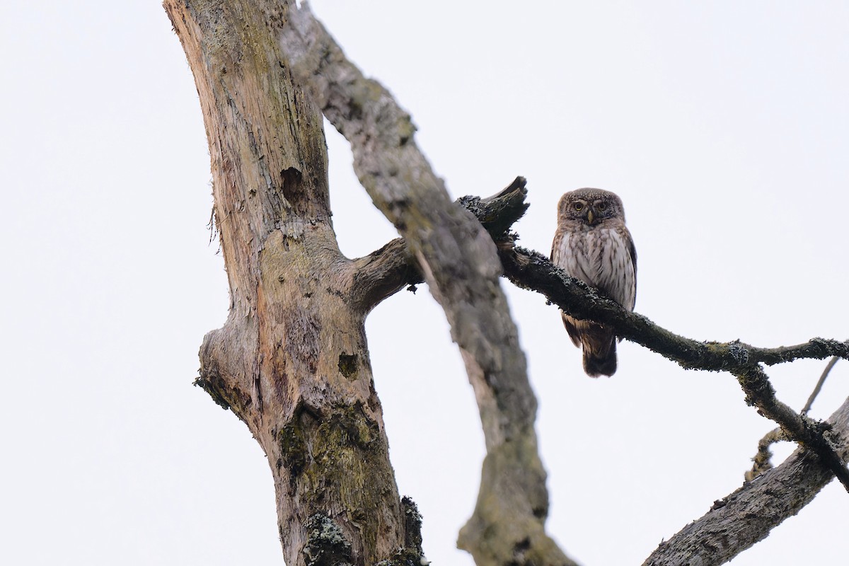 Eurasian Pygmy-Owl - ML620209400