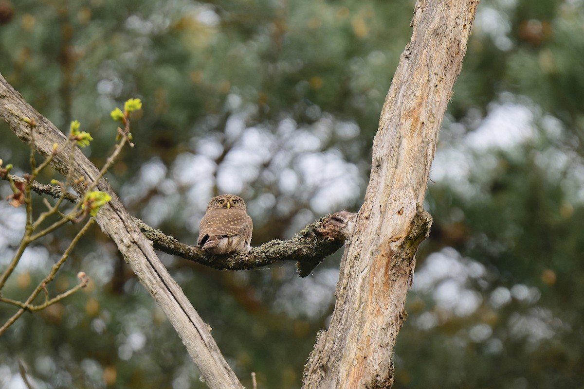 Eurasian Pygmy-Owl - ML620209404