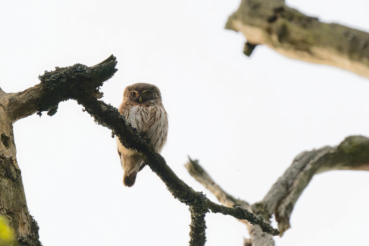 Eurasian Pygmy-Owl - ML620209408