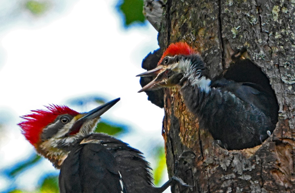 Pileated Woodpecker - ML620209410