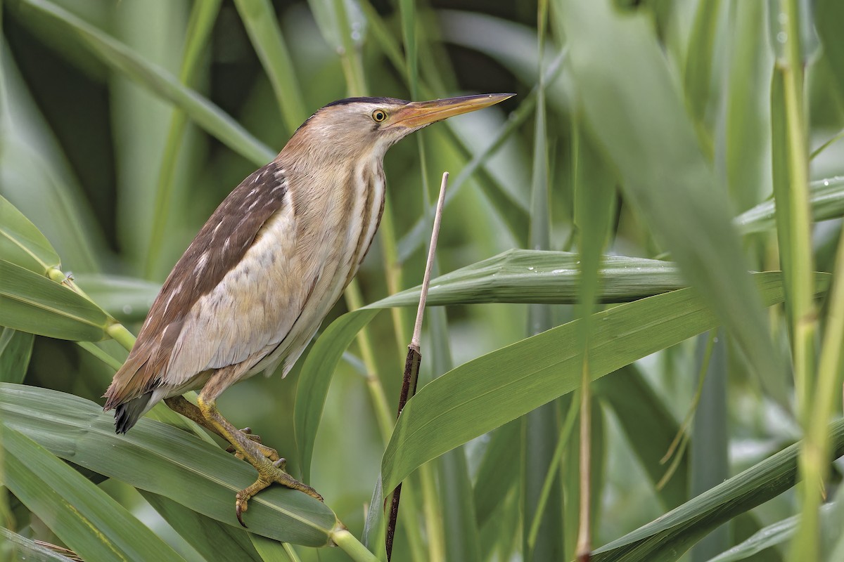 Little Bittern - Kavi Nanda