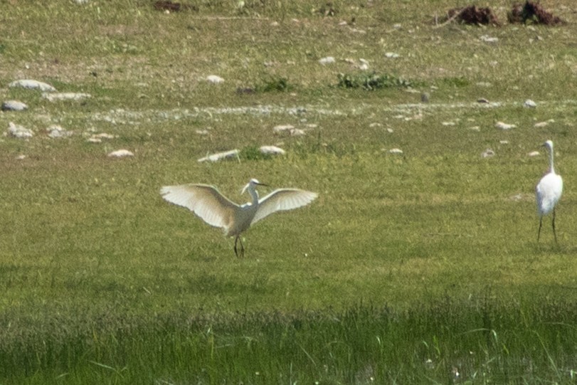 Little Egret - ML620209424