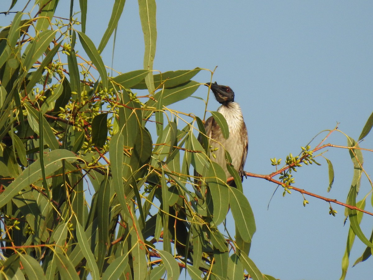 Noisy Friarbird - ML620209426