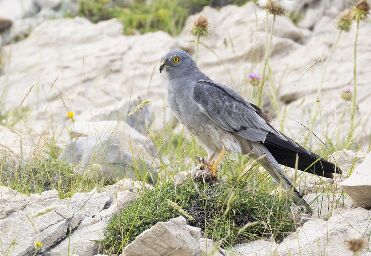 Montagu's Harrier - ML620209427