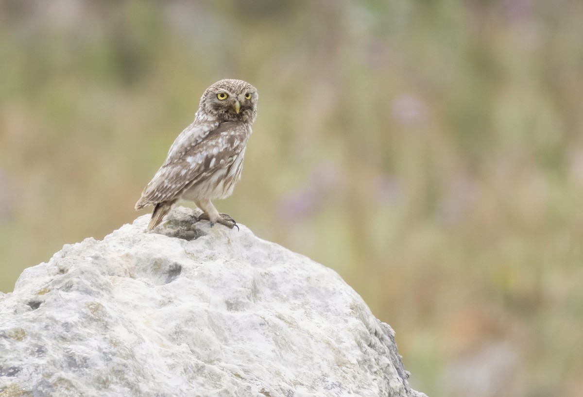 Little Owl - ML620209437