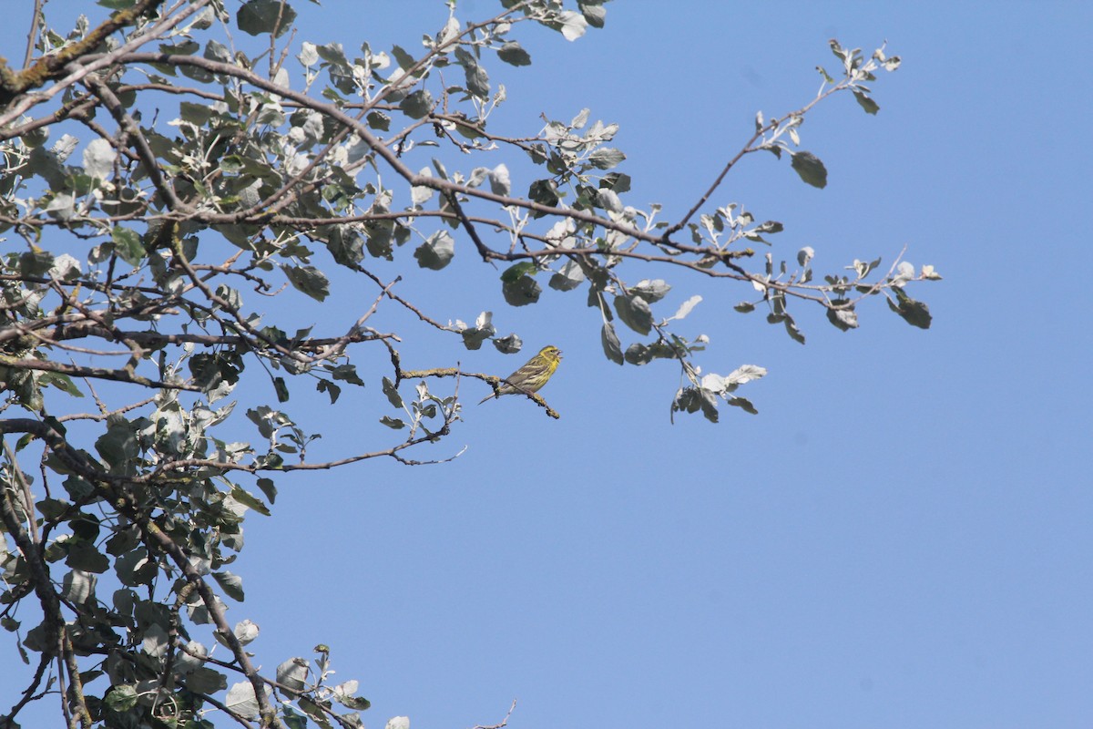 European Serin - ML620209454