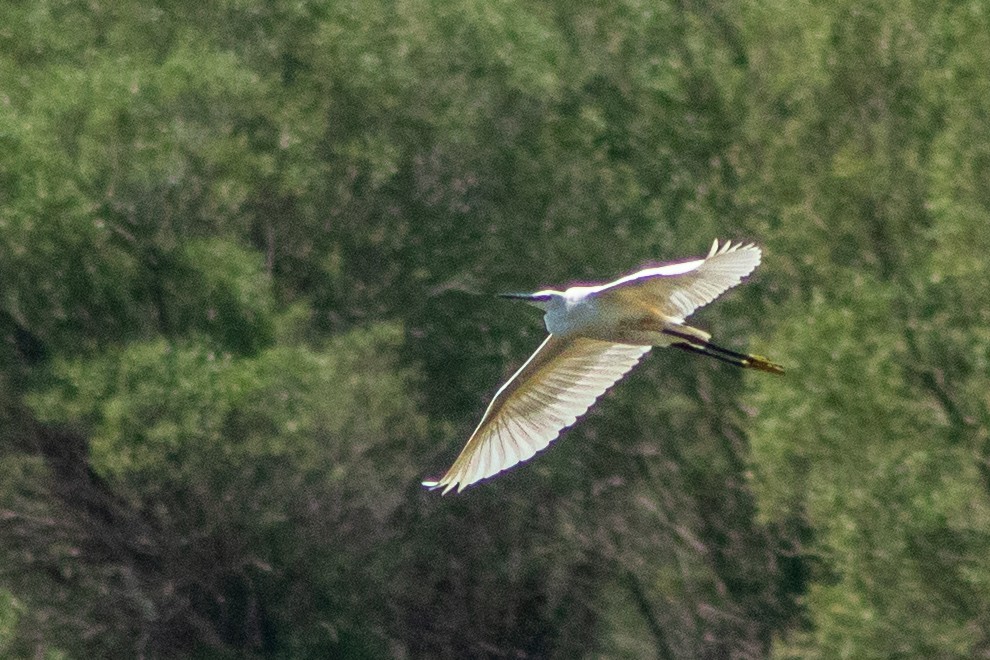 Squacco Heron - ML620209461