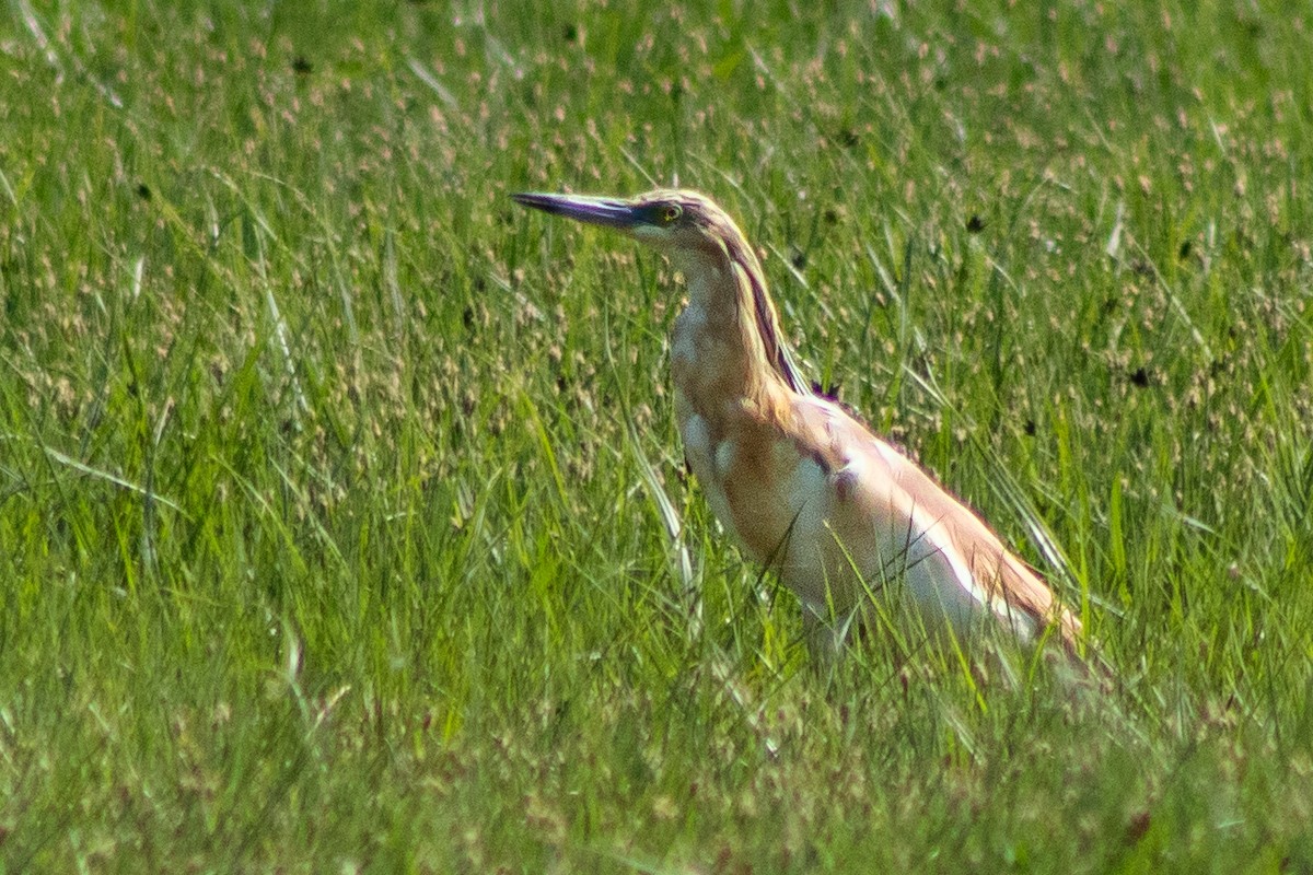 Squacco Heron - Anıl Berkay Demirbaş