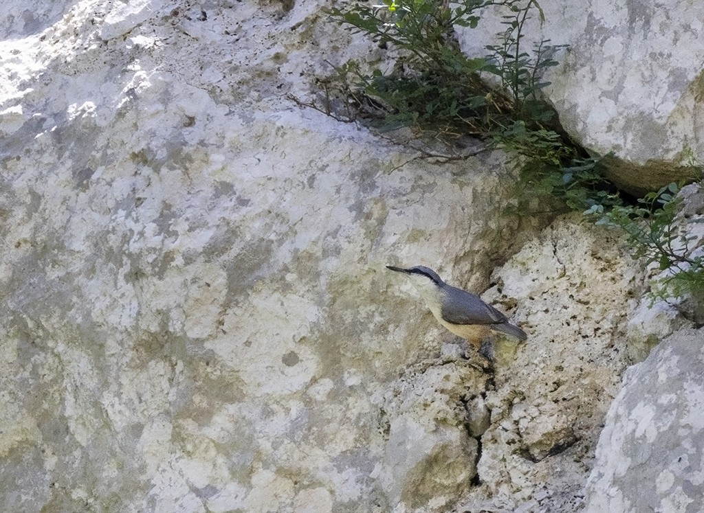 Western Rock Nuthatch - Alex Máni Guðríðarsson